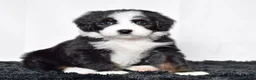 Bernedoodle dogs for sale: Ms. Oakley - Ad 1