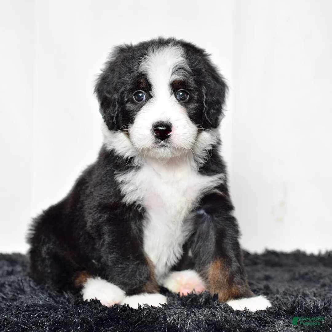 Bernedoodle dogs for sale: Ms. Oakley - Ad 1