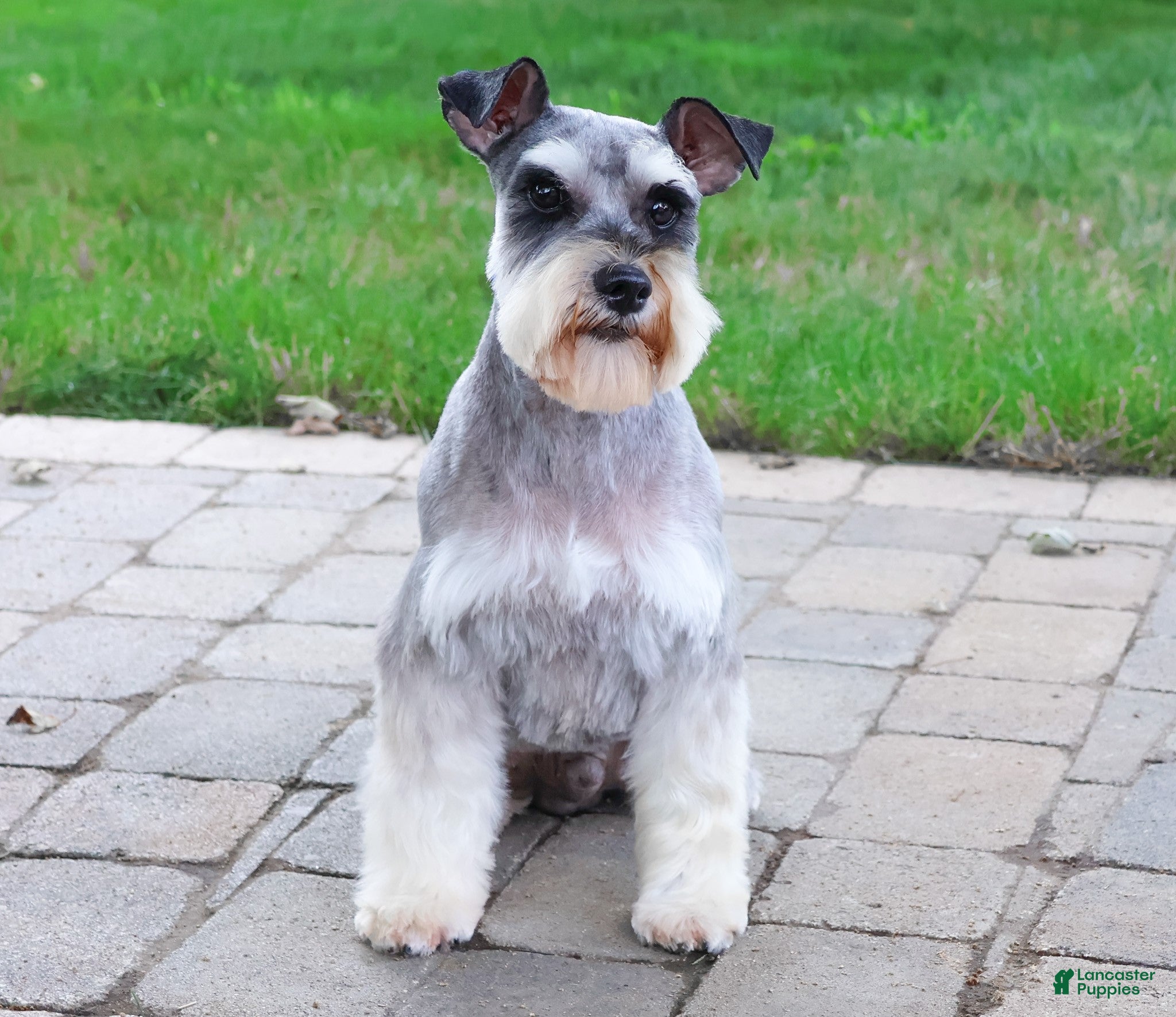 Miniature Schnauzer dogs Hammy  - Ad 20