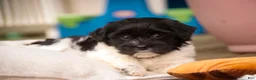 Havanese dogs for sale: Winnie Havanese  - Ad 6