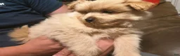 Pomapoo dogs for sale: Chunk - Ad 1