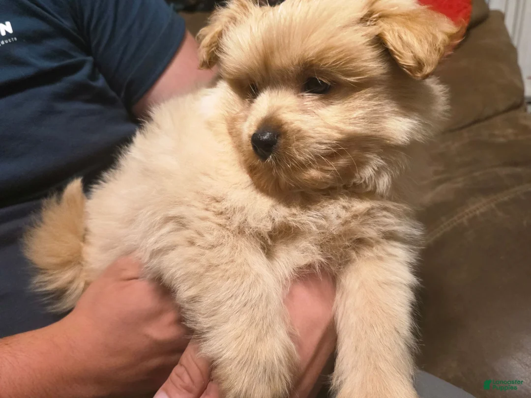 Pomapoo dogs for sale: Chunk - Ad 1