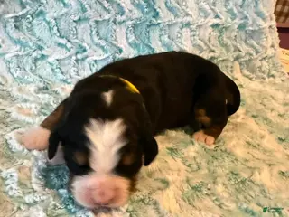 Bernese Mountain Dog dogs Riley - Ad 9