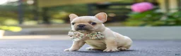 French Bulldog dogs for sale: Kyra - Ad 3