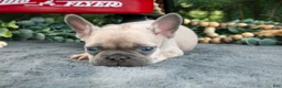 French Bulldog dogs for sale: Freddie - Ad 3
