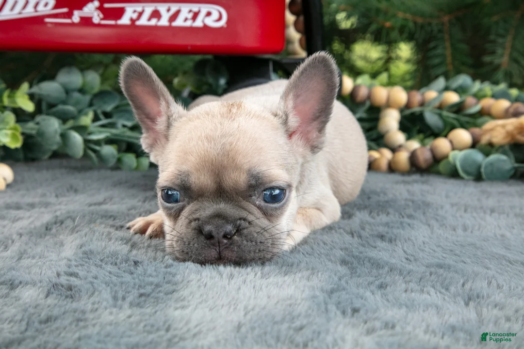 French Bulldog dogs for sale: Freddie - Ad 3