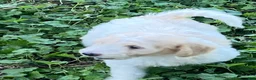 Goldendoodle dogs for sale: Goldendoodle 3 - Ad 35