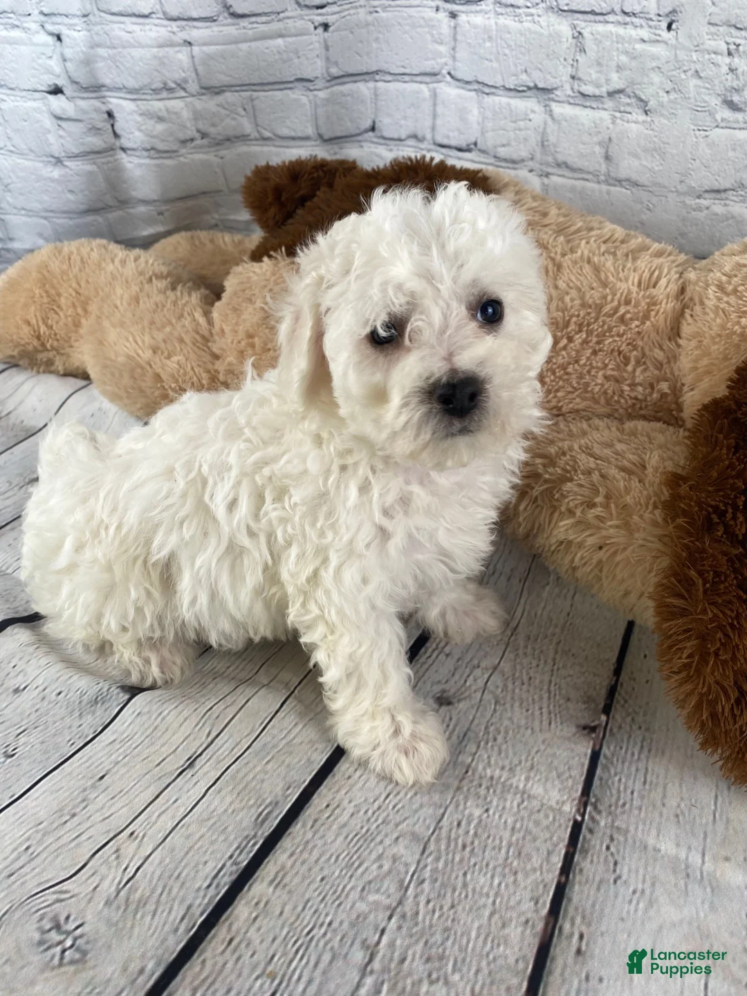 Bichon Frise dogs for sale: Rosie - Ad 11