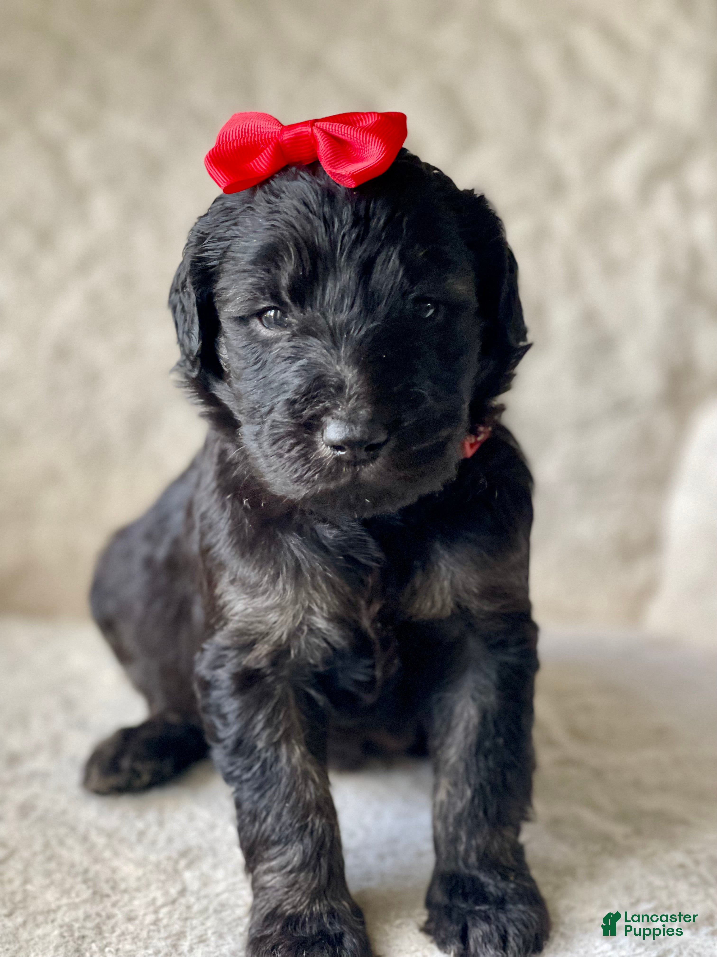 Goldendoodle dogs  Red Collar Female - Ad 4