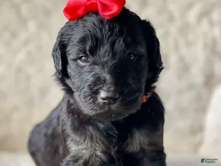 Goldendoodle dogs Red Collar Female - Ad 4