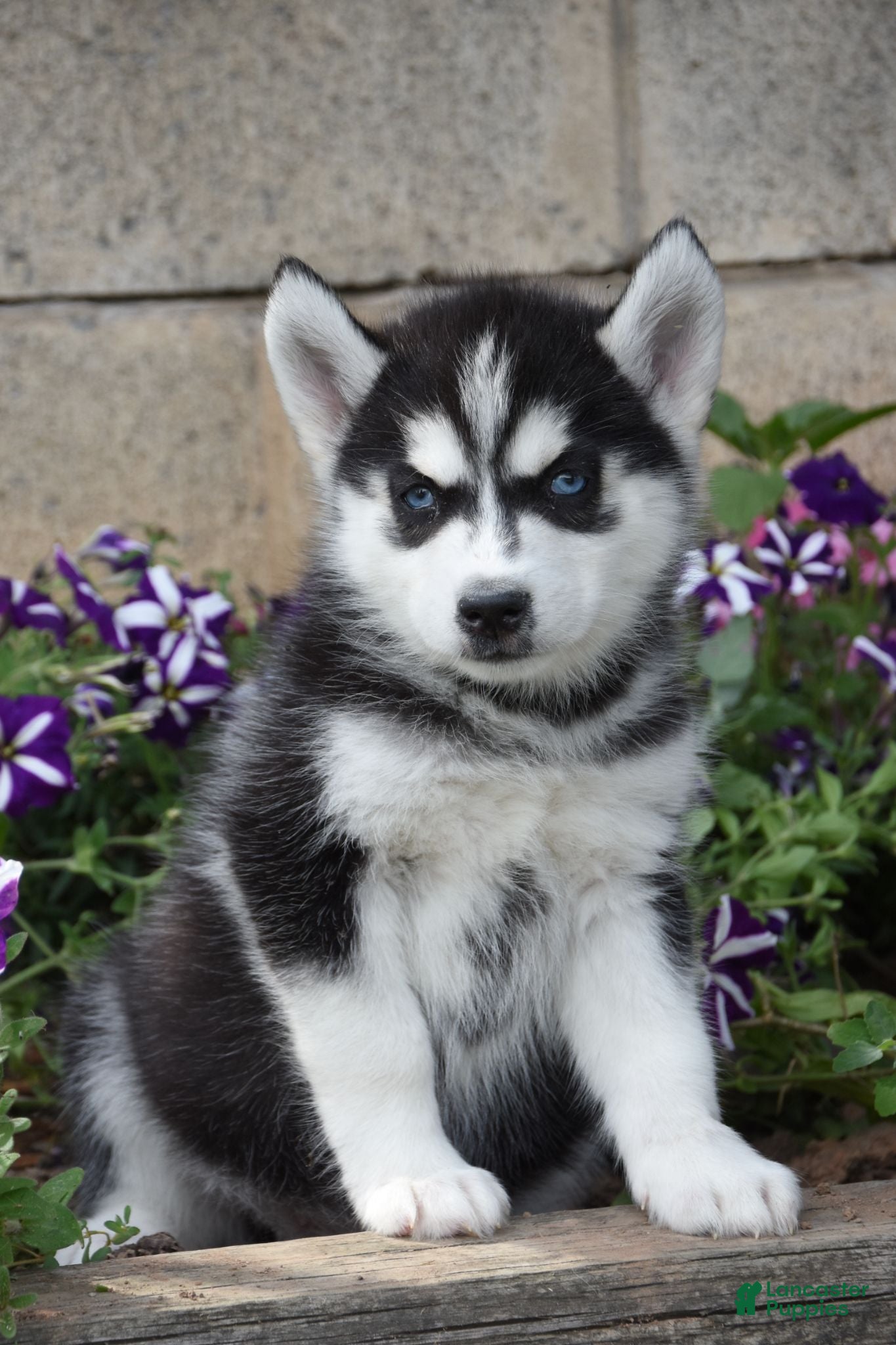 Siberian Husky dogs Erika  - Ad 2