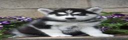 Siberian Husky dogs for sale: Erika  - Ad 2
