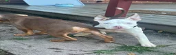 American Bully dogs for sale: Mochi - Ad 4