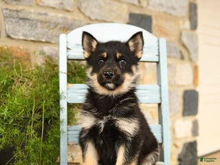 Gerberian Shepsky dogs - Ad 29