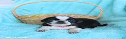 Pug dogs for sale: Abby - Ad 4