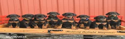 Doberman Pinscher dogs for sale: Rhianna - Ad 5