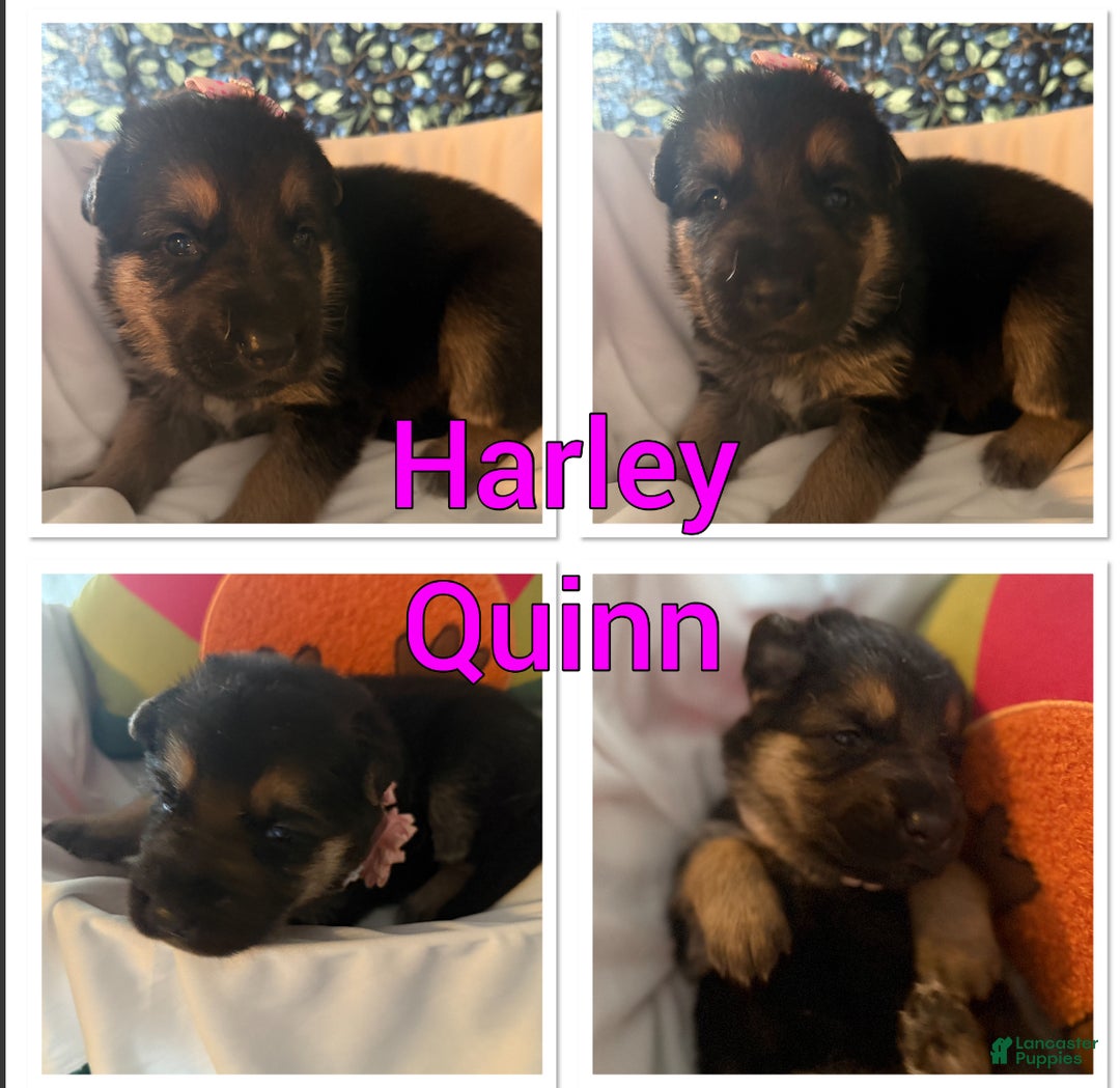 German Shepherd dogs for sale: German Shepherd Puppy 7 - Ad 13