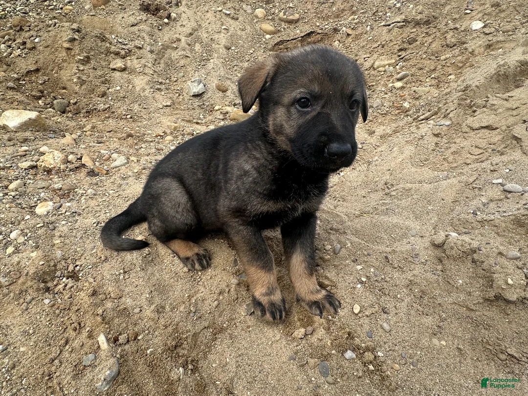 German Shepherd dogs for sale: German Shepherd Puppy 1 - Ad 2