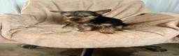 Yorkshire Terrier dogs for sale: MJ Boy - Ad 2
