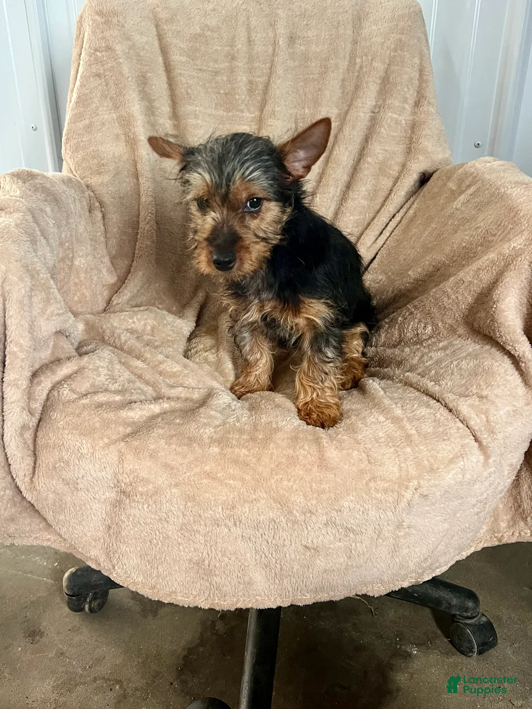 Yorkshire Terrier dogs for sale: MJ Boy - Ad 2