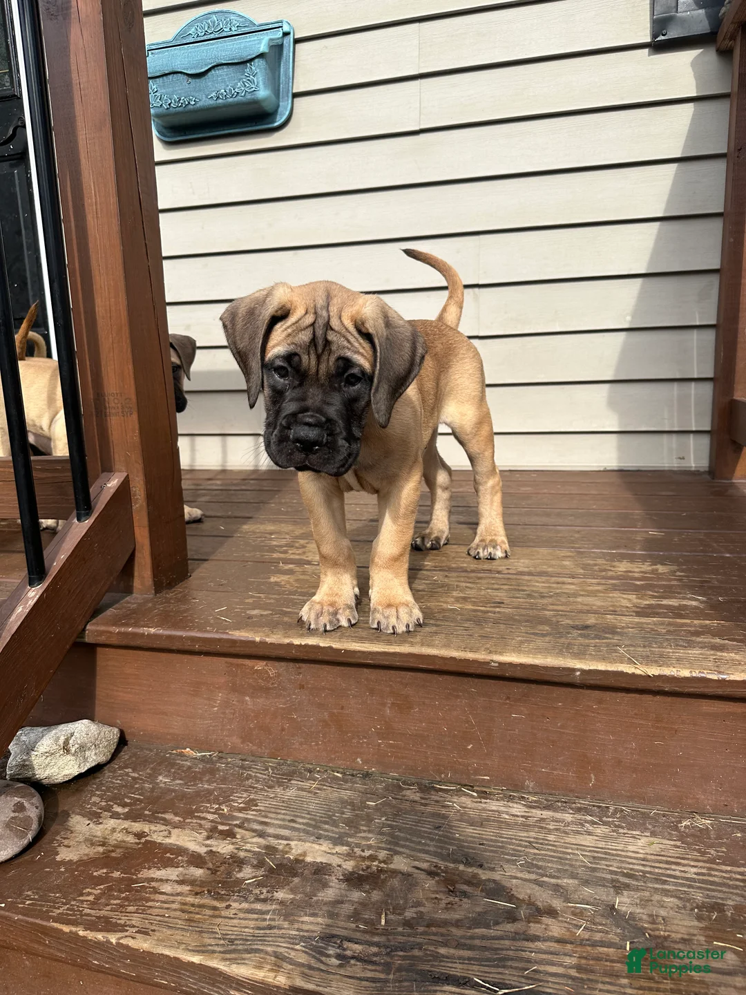 Bullmastiff dogs for sale: Red Dawn - Ad 2