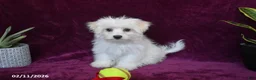 Maltese dogs for sale: Jasper - Ad 4