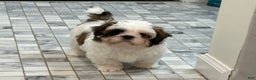 Shih Tzu dogs for sale: 9 wk old  - Ad 1