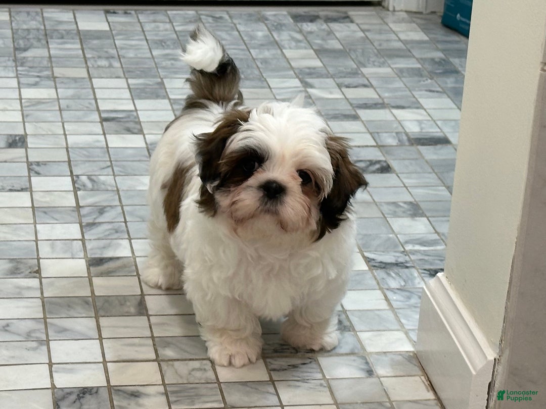 Shih Tzu dogs for sale: 9 wk old  - Ad 1