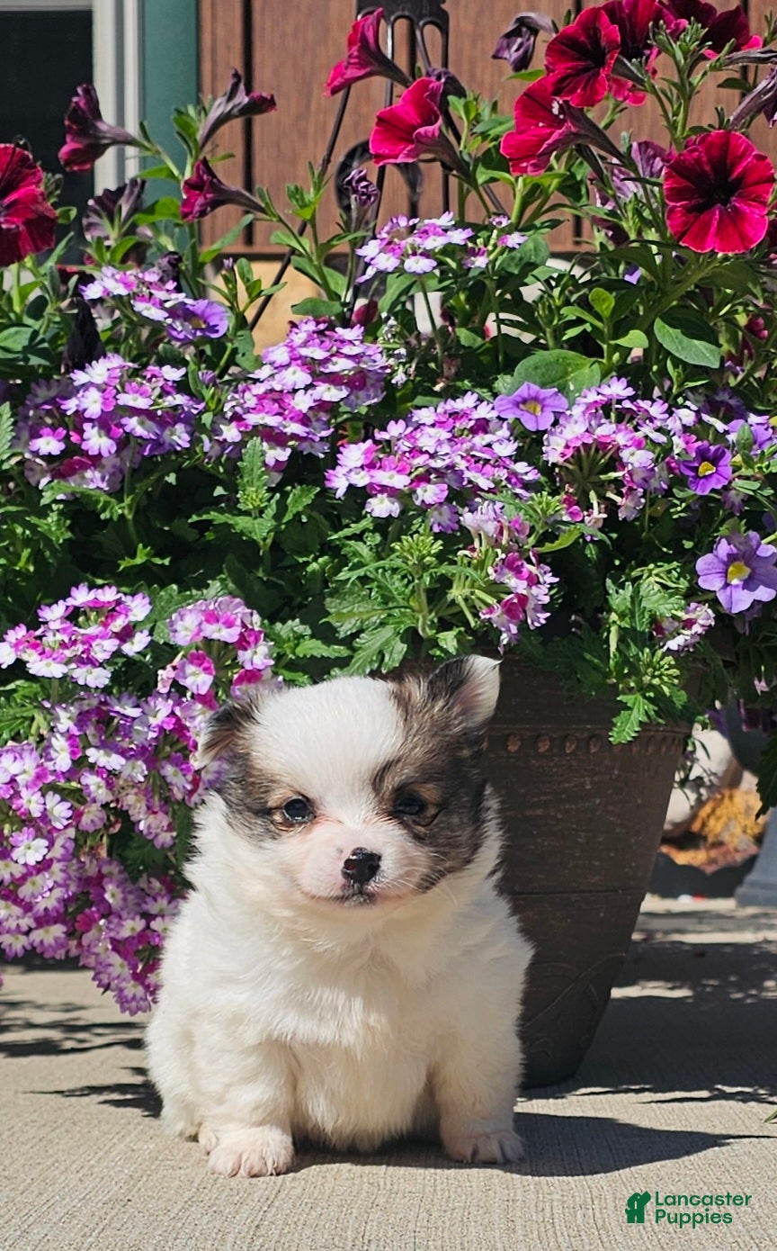 Pomchi dogs Pomchi Puppy 2 - Ad 1