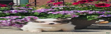Pomchi Puppy 2
