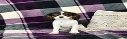 Cavalier King Charles Spaniel dogs for sale: Tyler - Ad 4