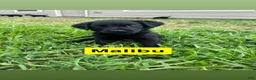 Labrador Retriever dogs for sale: Malibu - Ad 1