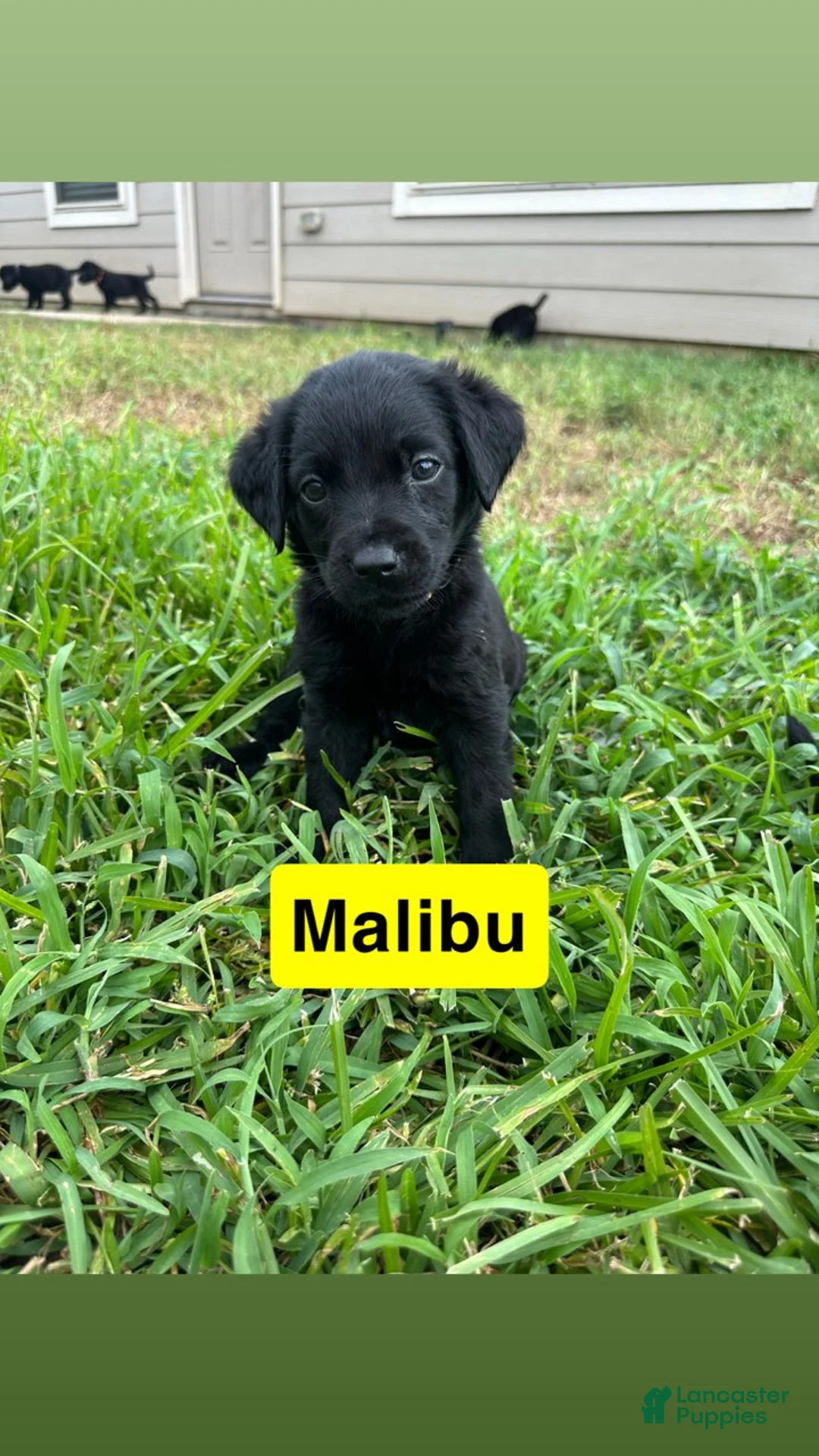 Labrador Retriever dogs for sale: Malibu - Ad 1