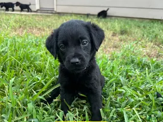Labrador Retriever dogs Malibu - Ad 2
