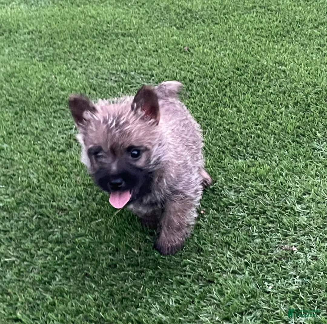 Cairn Terrier dogs for sale: Max - Ad 2