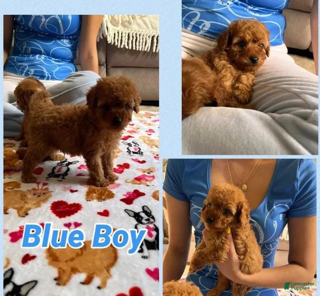 Cavapoo dogs for sale: Kenny - Ad 1