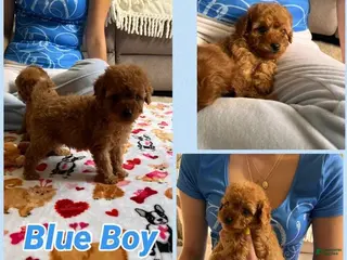 Cavapoo dogs Kenny - Ad 38