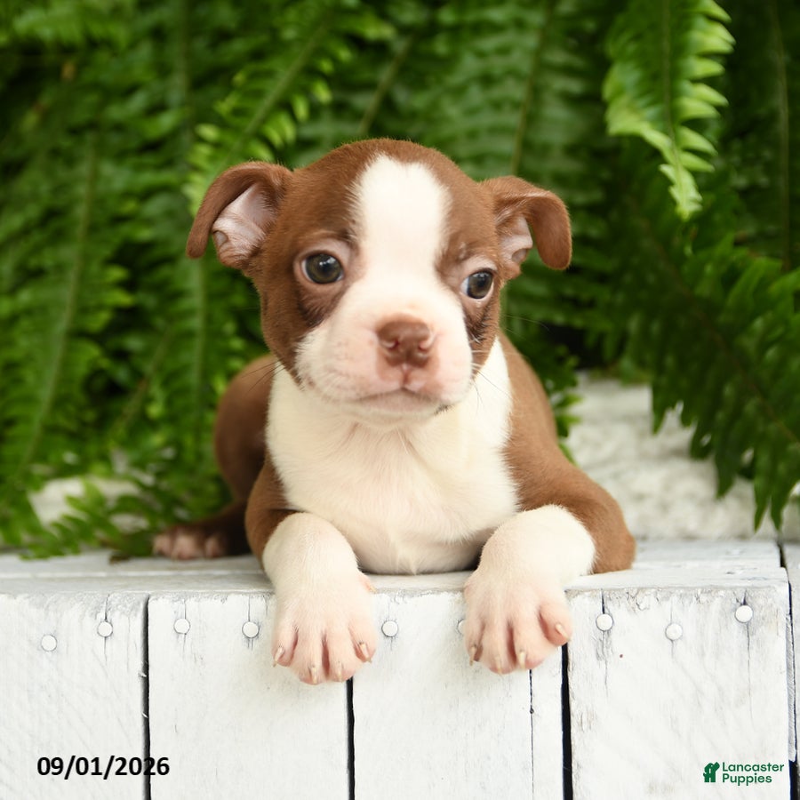 Boston Terrier dogs Thor - Ad 2