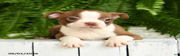 Boston Terrier dogs for sale: Thor - Ad 2