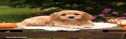 Cockapoo dogs for sale: Teddy - Ad 3
