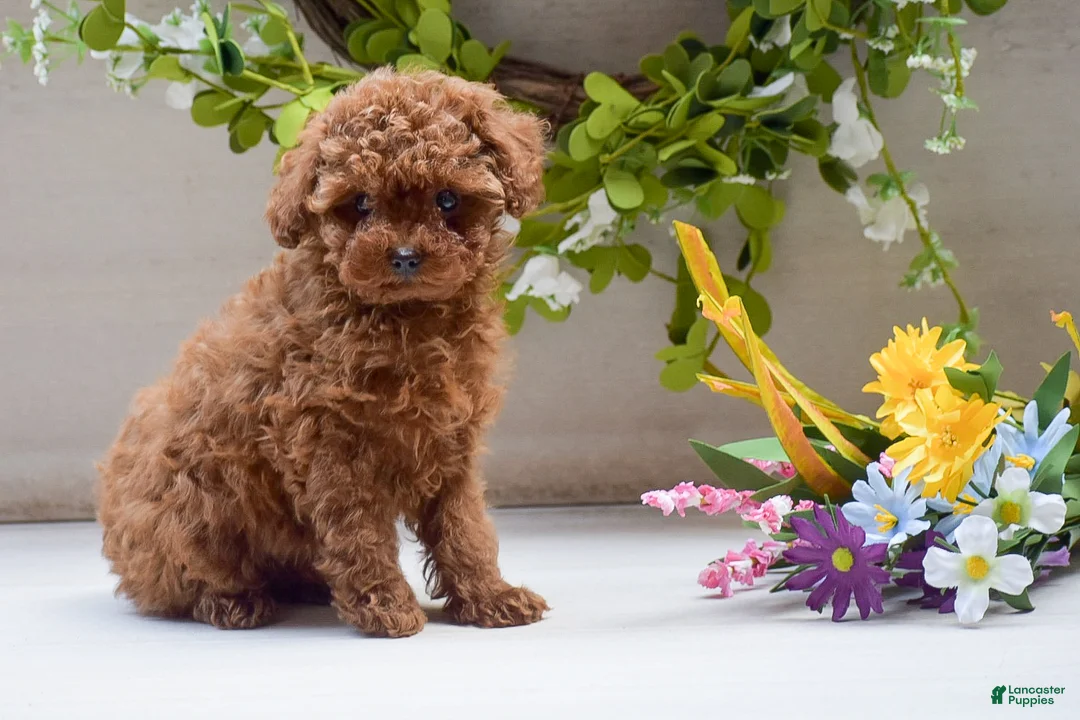 Toy Poodle dogs for sale: Lola - Ad 3