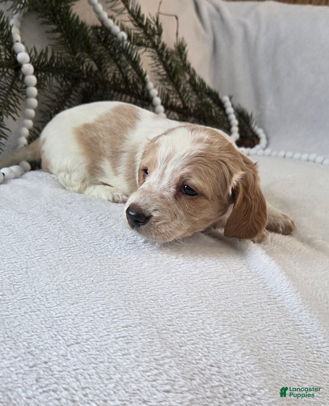 Miniature Dachshund dogs for sale: Jasper - Ad 5