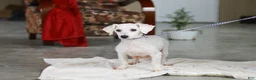Bichpoo dogs for sale: Brady - Ad 6