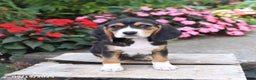 Beagle dogs for sale: Zoe - Ad 5
