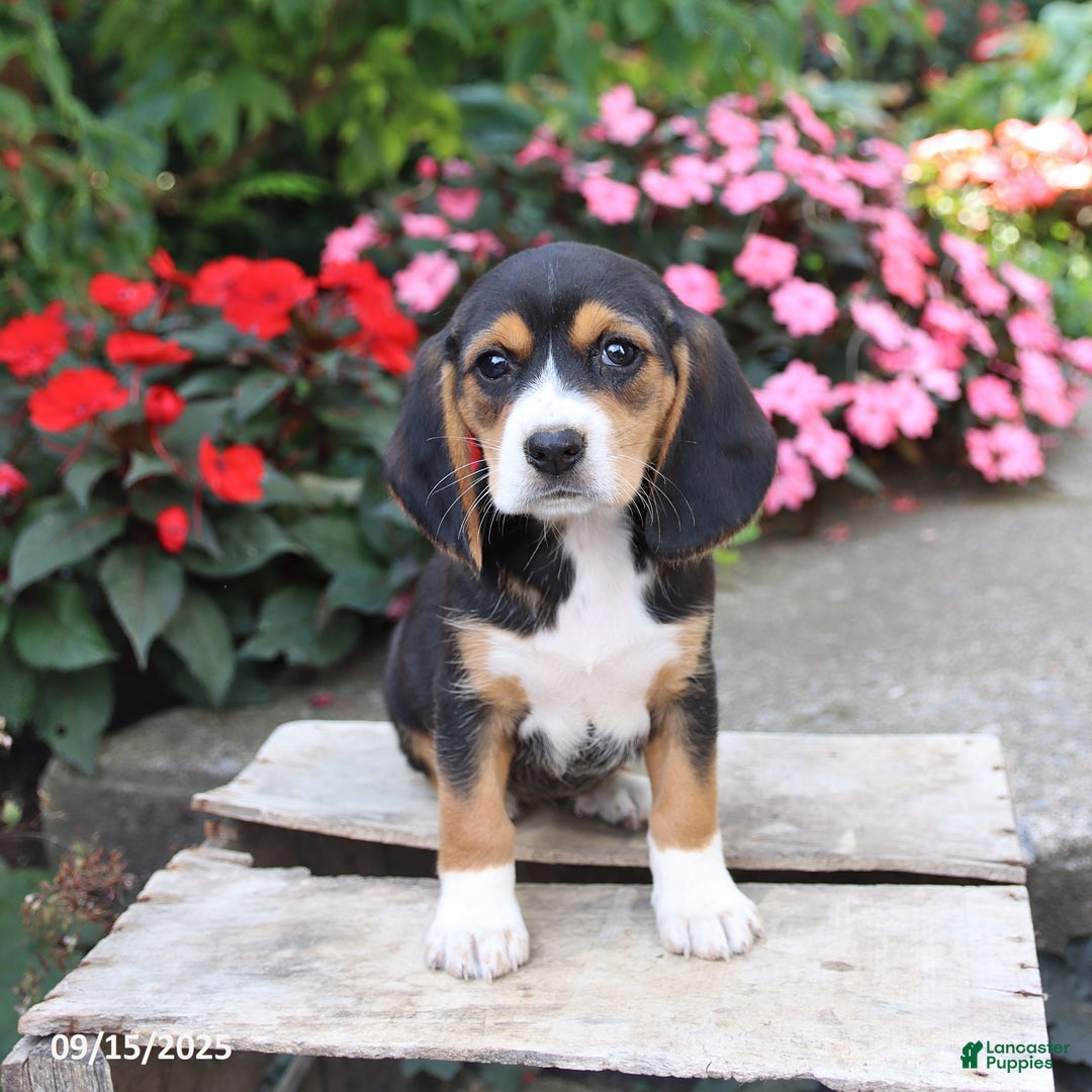 Beagle dogs for sale: Zoe - Ad 5