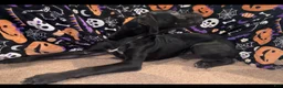 Cane Corso dogs for sale: Cane Corso wishbone  - Ad 2
