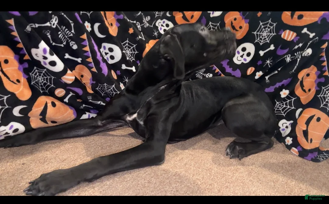 Cane Corso dogs for sale: Cane Corso wishbone  - Ad 2