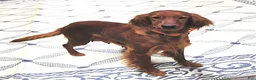 Mixed Breed dogs for sale: Rosa  - Ad 6