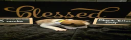 Mixed Breed dogs for sale: Black-Yellow Boy - Ad 4