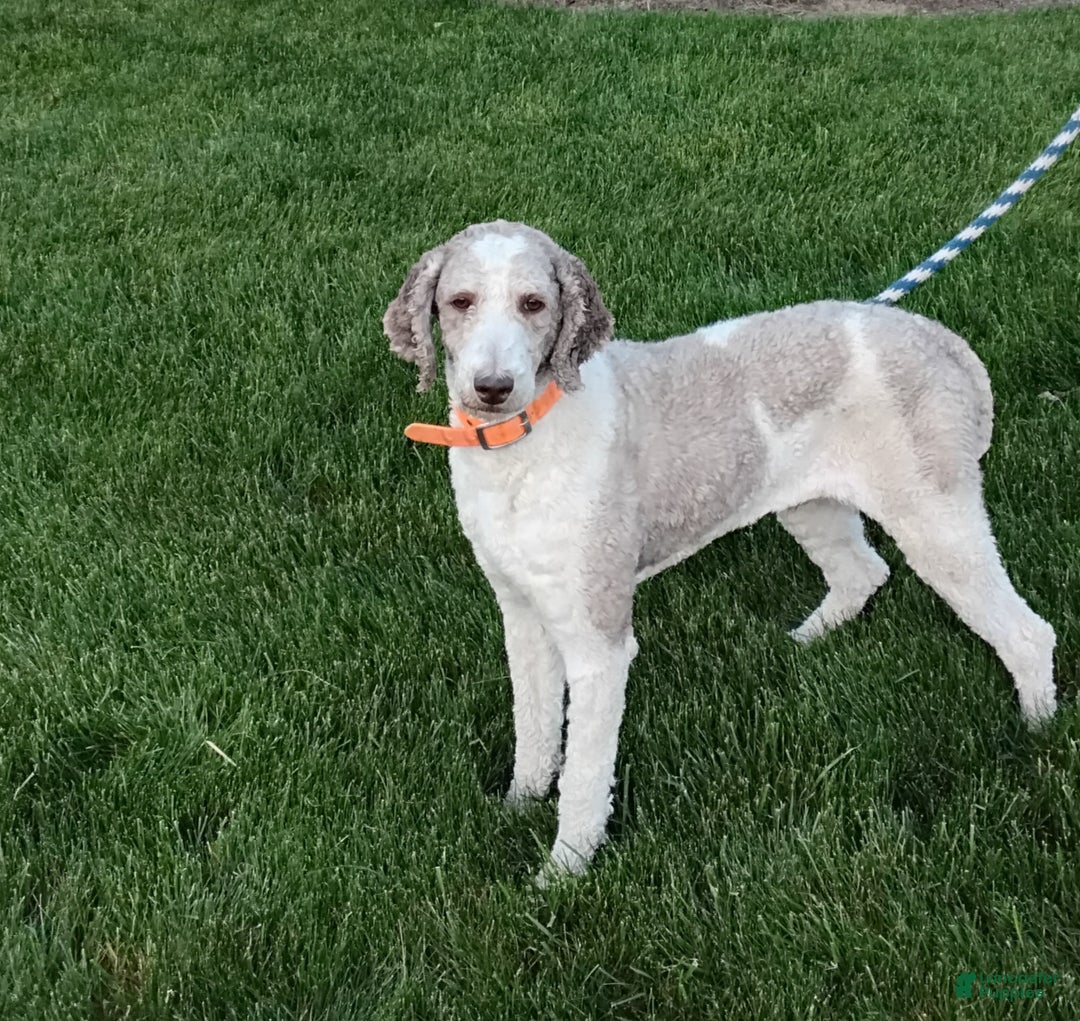 Saint Berdoodles dogs for sale: George - Ad 8